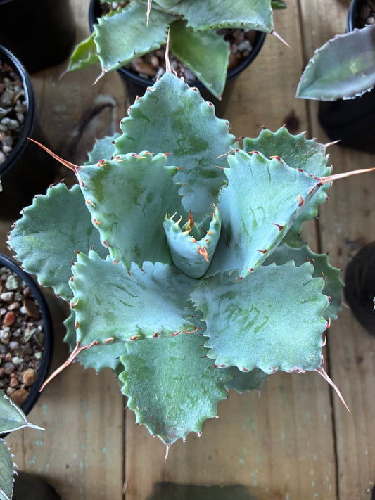 Agave Isthmensis