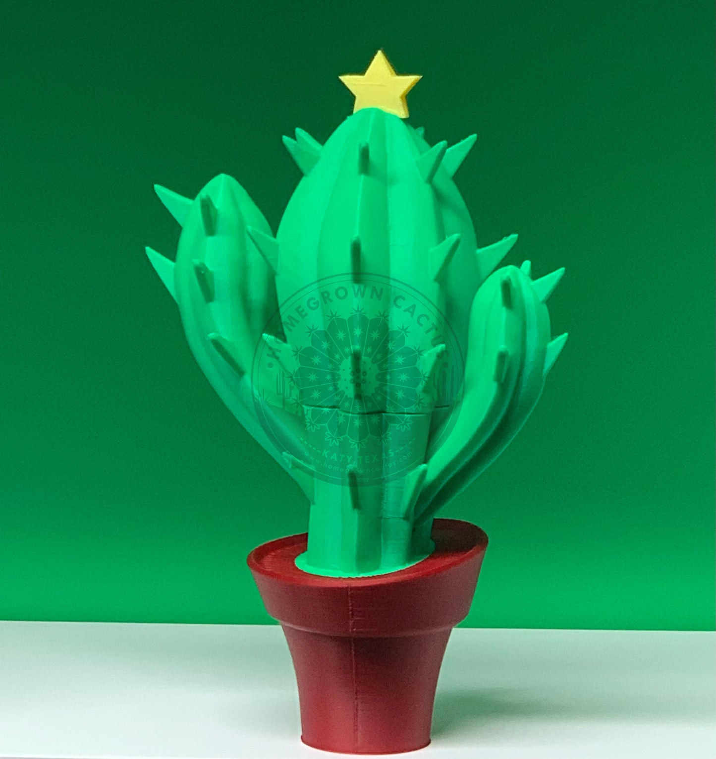 Christmas Cactus