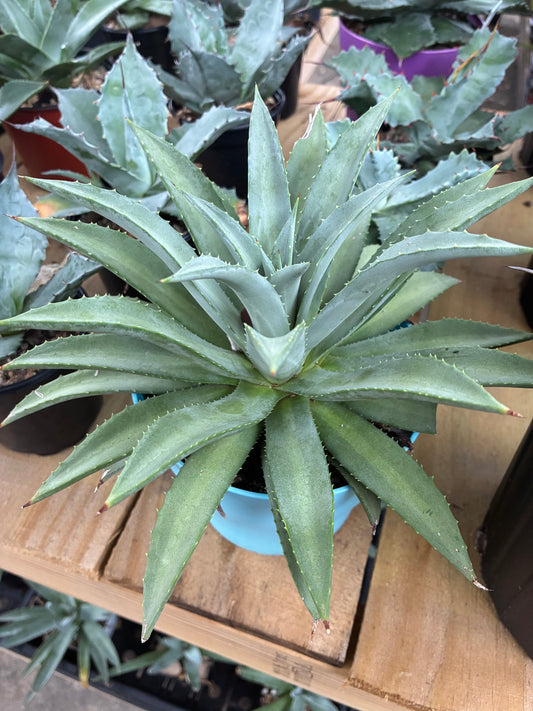 Mangave 'Frosted Elegant'