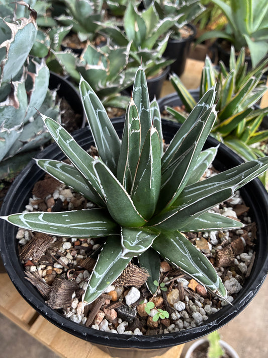 Agave Victoriae-Reginae