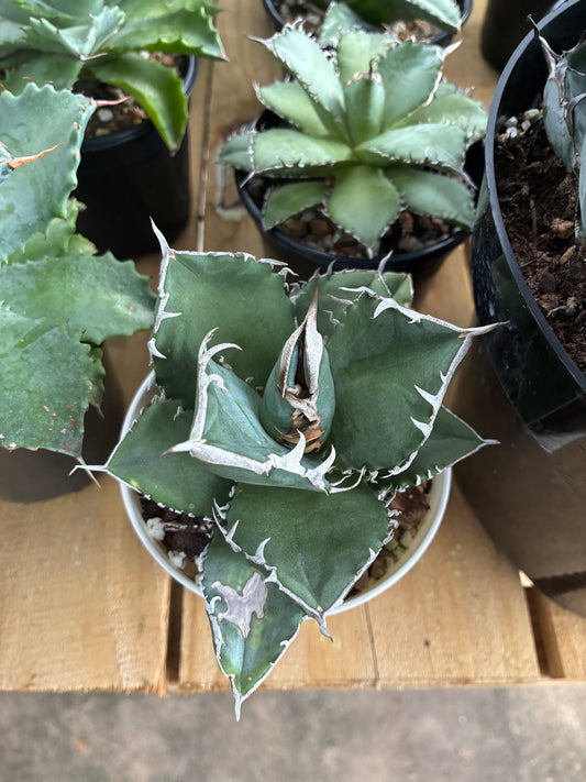 Agave Titanota