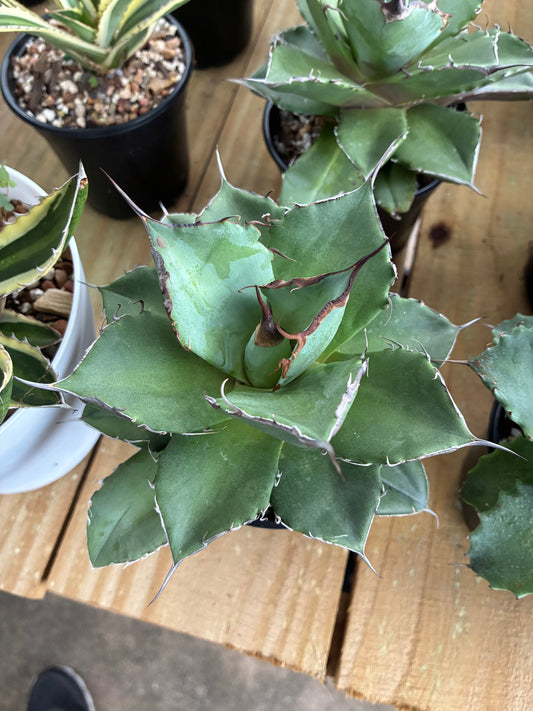 Agave Titanota 'Filigree'
