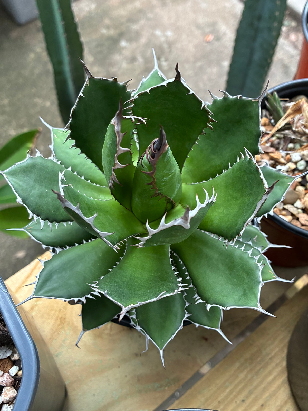 Agave Horrida