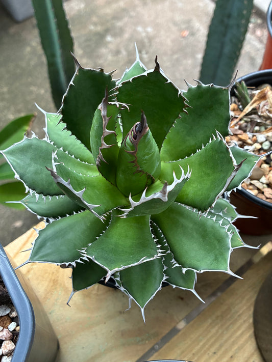 Agave Horrida