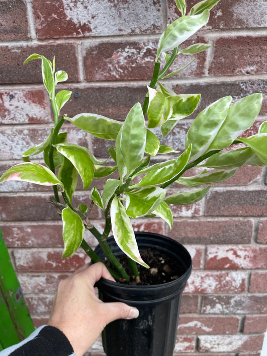 Euphorbia Tithymaloides Variegata - Devil's Backbone