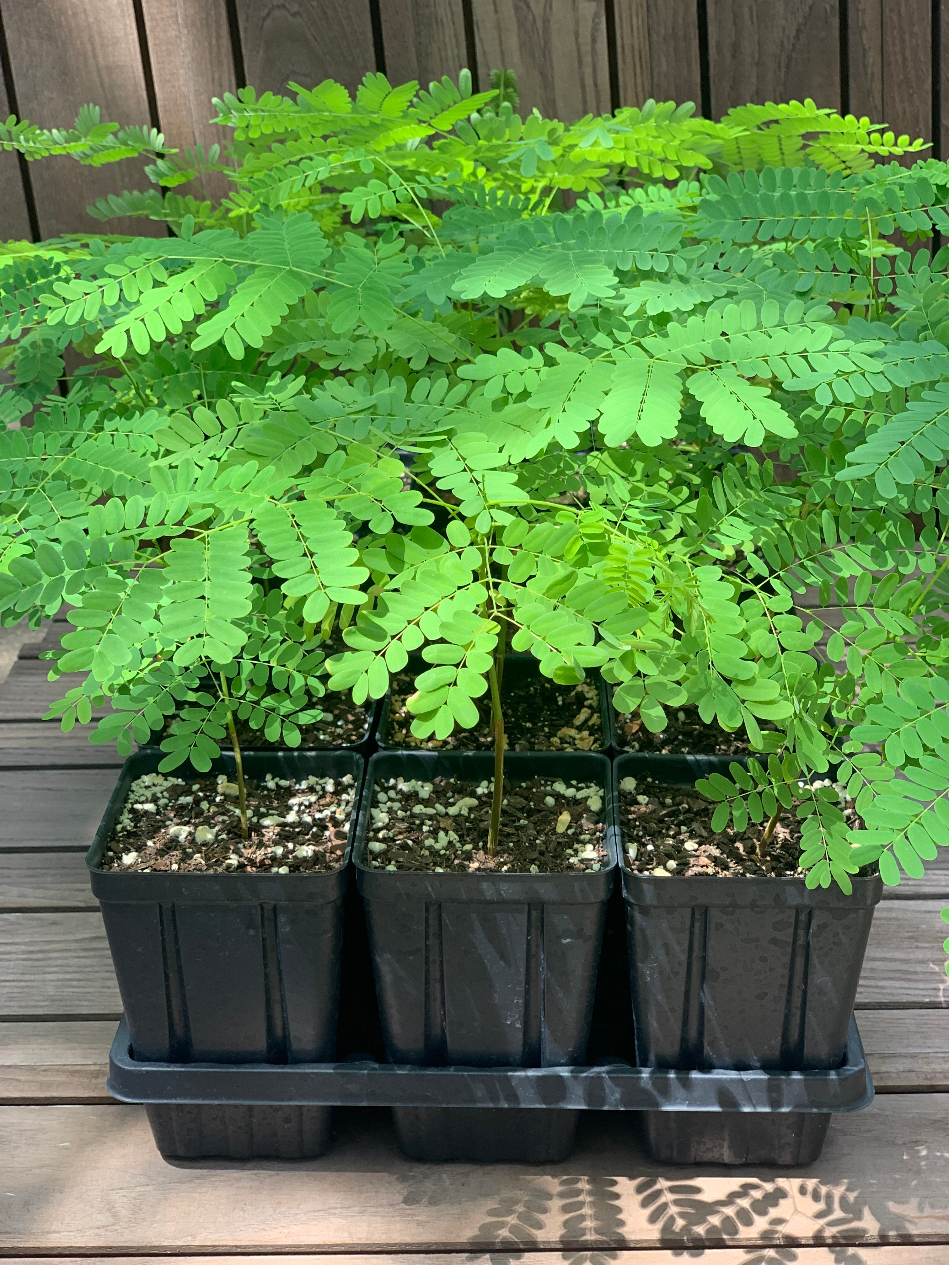 Royal Poinciana Tree - Delonix Regia – Homegrown Cactus