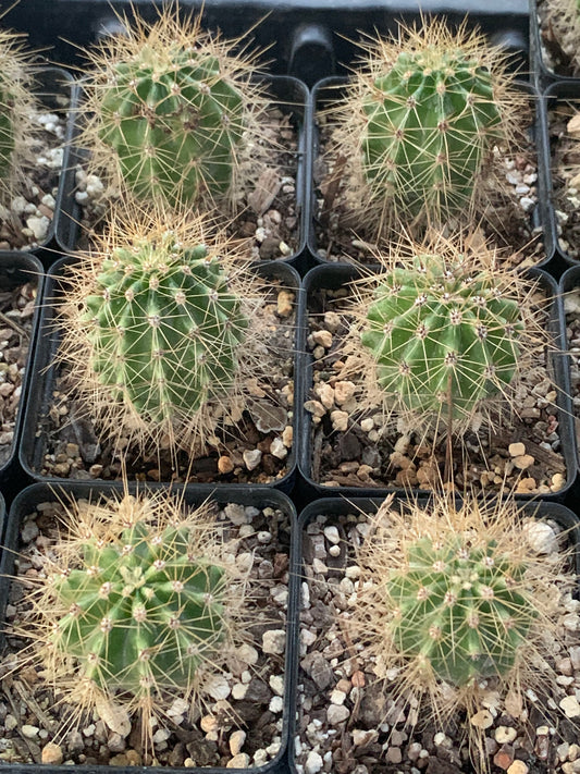 Carnegiea Gigantea - Saguaro Cactus
