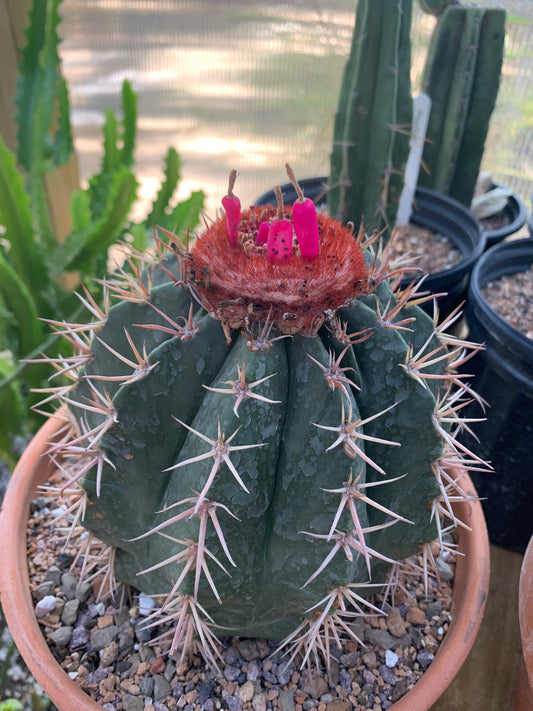 Seeds - Melocactus Matanzanus