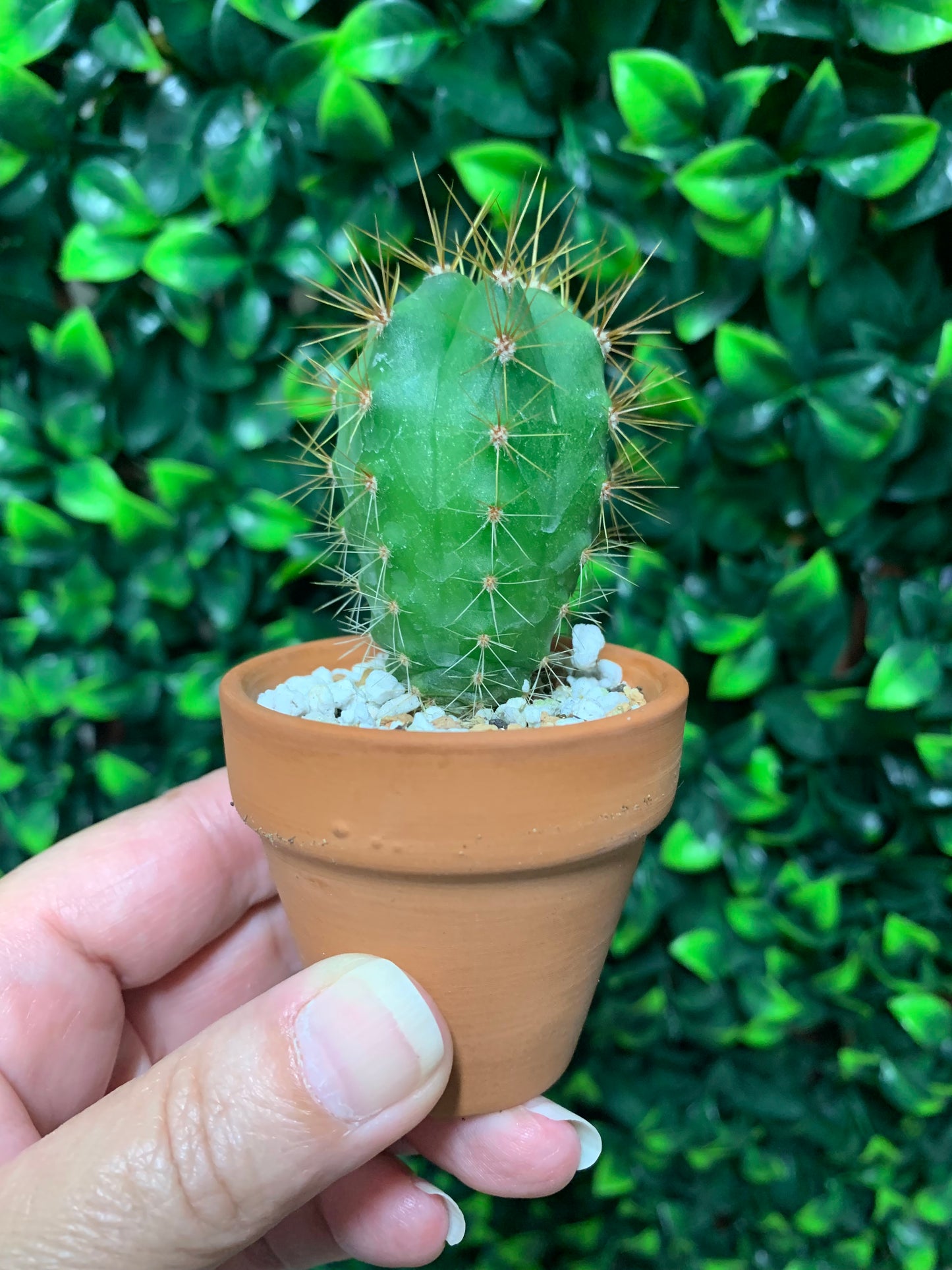 2" Terra Cotta Pot with Cactus