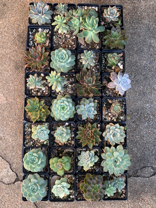 Succulent - Mix Variety