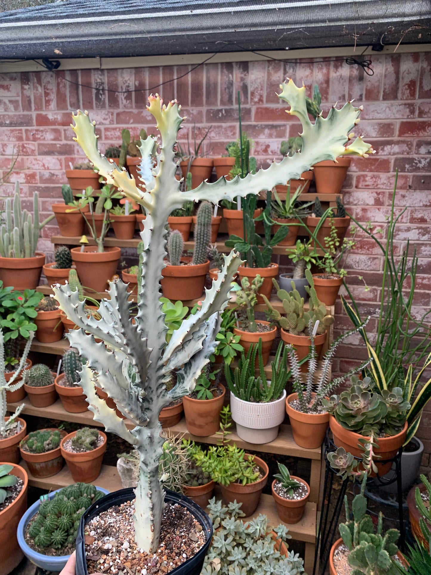 Euphorbia Lactea Variegata - White Ghost Cactus