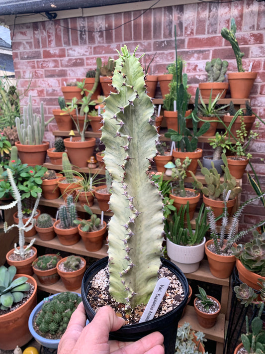 Euphorbia Ammak ‘Variegata’