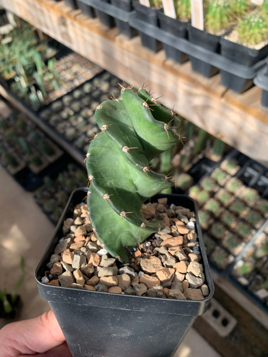 Cereus Forebesii 'Spiralis'