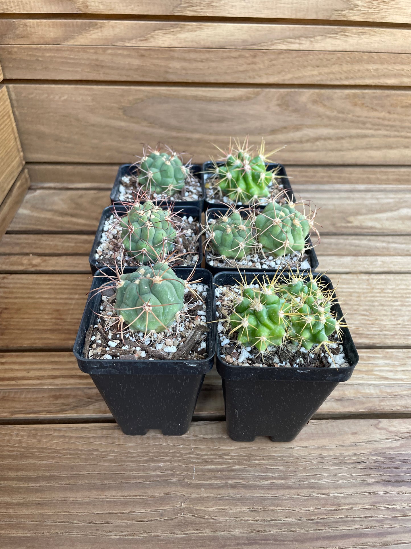 Gymnocalycium Tilcarense