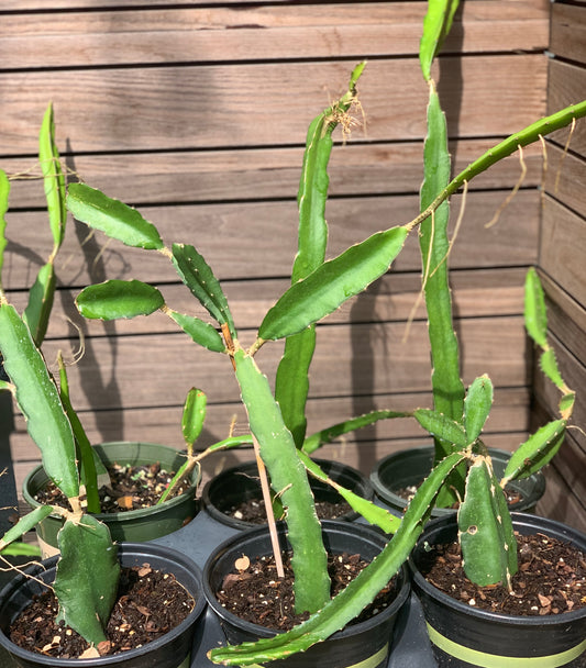 Hylocereus - Dragon Fruit